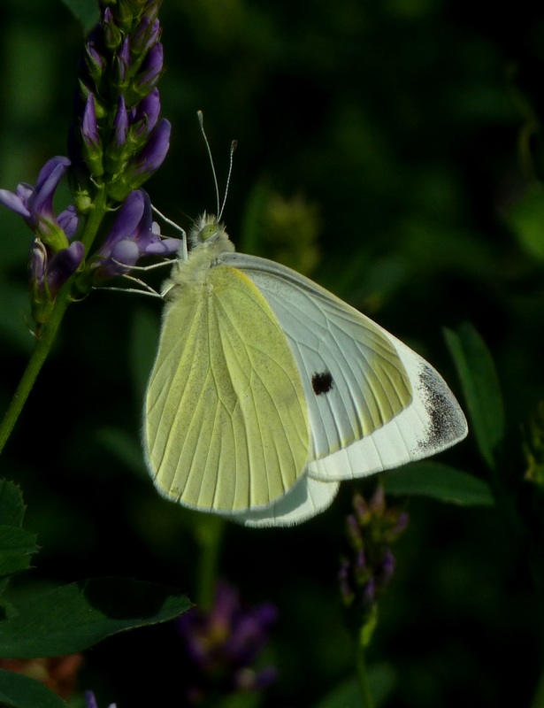 Le 15 Pieridae sp. dell''Umbria